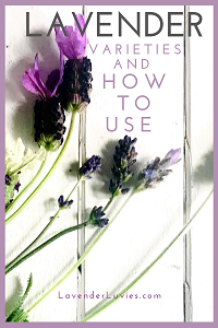 Lavender Varieties and Uses